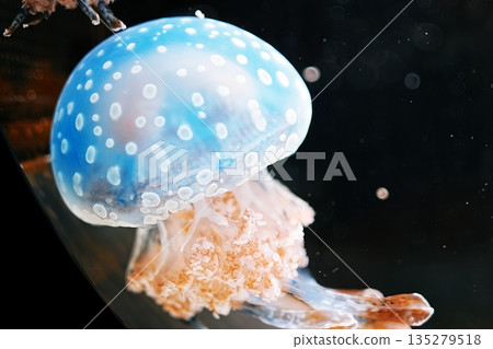 Tako水母 135279518