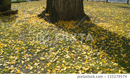 Kokeisan Eihoji Temple, Large Ginkgo Tree, Tajimi City Kokeisan Eihoji Temple, Large Ginkgo Tree, Tajimi City 135279574