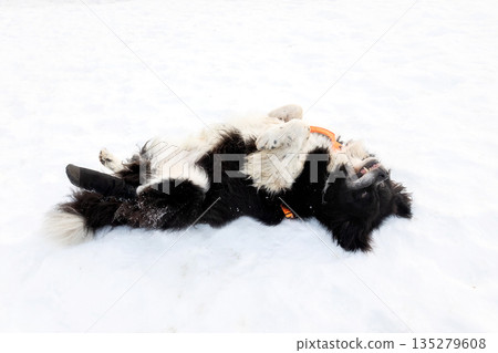 Bulgarian Shepherd, Karakachan Dog Portrait 135279608