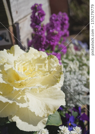 Habutton在冬季花床上盛開 135279779