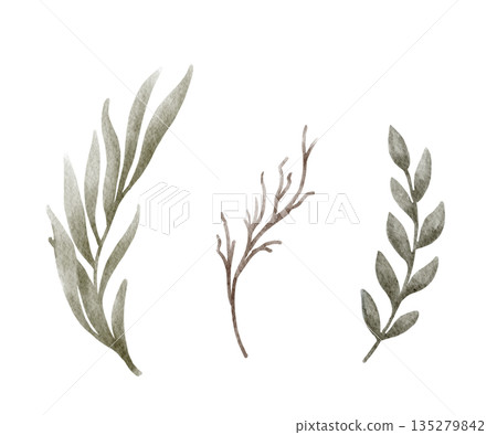 Watercolor winter greenery branches and twig set for seasonal card design. Suitable for botanical decor, rustic wedding, minimal holiday layout and cozy winter illustration. Watercolor winter greenery branches and twig set for seasonal card design. Suitable for botanical decor, rustic wedding, minimal holiday layout and cozy winter illustration. 135279842