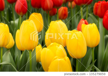 Tulip flowerbed, red, yellow close-up 135279850