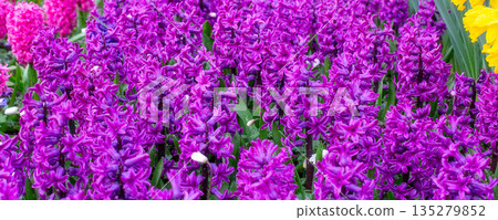 Purple, pink flowers Hyacinths on the flowerbed Purple, pink flowers Hyacinths on the flowerbed 135279852