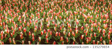 red and white tulips in Keukenhof, Netherlands red and white tulips in Keukenhof, Netherlands 135279854