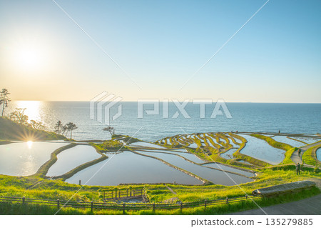 Noto's Shiroyone Senmaida Rice Fields shining in the evening sunlight Noto's Shiroyone Senmaida Rice Fields shining in the evening sunlight 135279885