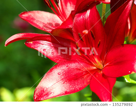 紅百合花 紅百合花 135279892