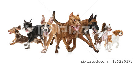Composition of group of different dog breeds running together isolated on white background. Composition of group of different dog breeds running together isolated on white background. 135280173