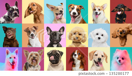 Colorful dog portrait collage with different breeds isolated on bright backgrounds. 135280177