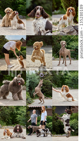 Dog training lifestyle collage with different breeds interacting with people outdoors. Dog training lifestyle collage with different breeds interacting with people outdoors. 135280189