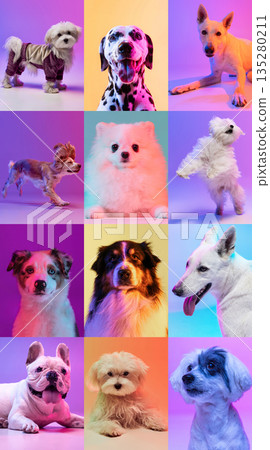 Collage of different dog breeds portraits on colorful backgrounds. Collage of different dog breeds portraits on colorful backgrounds. 135280211