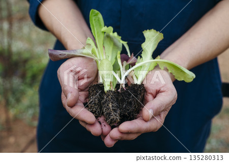 young lettuce seedlings on the hands of a man young lettuce seedlings on the hands of a man 135280313