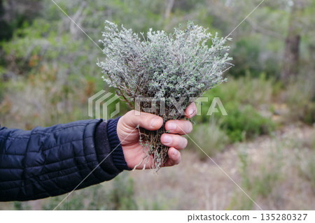 a man shows freshly picked wild thyme a man shows freshly picked wild thyme 135280327