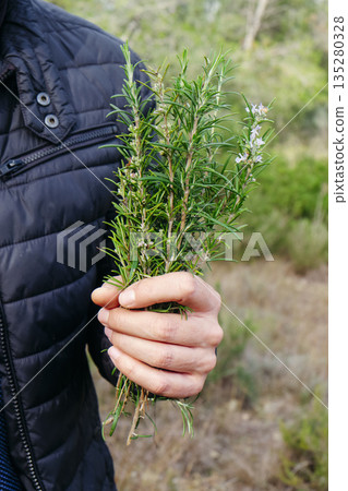 close view of a man with wild rosemary branches 135280328