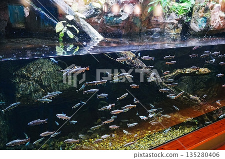 Shimane Prefectural Lake Shinji Nature Museum Gobius Scenery 135280406