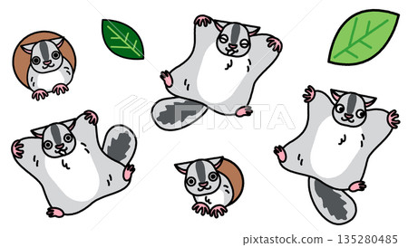 A cute illustration of a flying squirrel in various poses 135280485