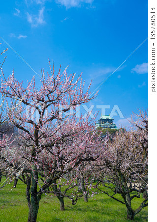 The plum grove at Osaka Castle on a clear day (2024) 8 The plum grove at Osaka Castle on a clear day (2024) 8 135280513