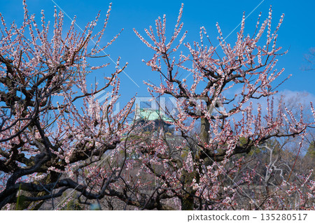 The plum grove at Osaka Castle on a clear day (2024) 5 The plum grove at Osaka Castle on a clear day (2024) 5 135280517