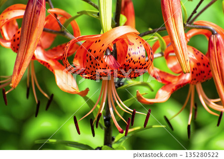 Bright red flowers of tiger lily (Lilium lancifolium) against green background on sunny summer day. 135280522
