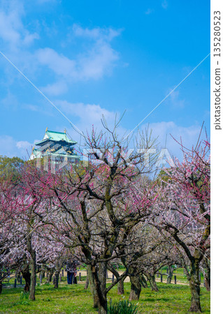 晴朗日子裡的大阪城梅樹林(2024)2 晴朗日子裡的大阪城梅樹林(2024)2 135280523