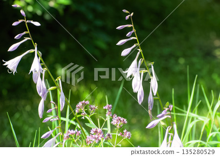 Purple hosta flowers blooming in summer garden on dark green background. 135280529