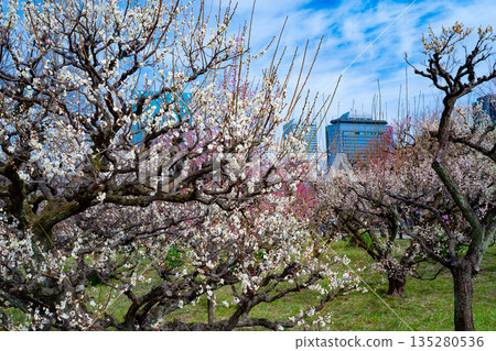 晴天的大阪城梅樹林(2025年)1 晴天的大阪城梅樹林(2025年)1 135280536