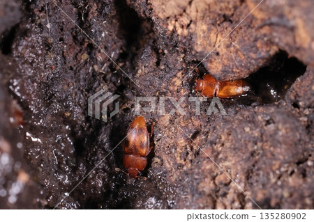 六月的林地裡，一隻名為平瀧水毛蟲（Monchibi Hiratakisui）的生物正在舔舐鋸齒櫟樹的樹液。右側的個體身上沒有任何標記。 135280902