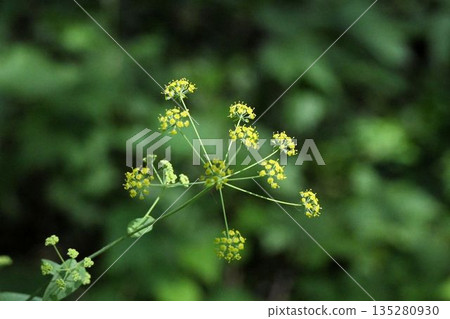 The compound umbels of the Firefly Saiko, a beautiful plant with yellow flowers that spread out like fireworks, are seen in Kamikochi, Shinshu. 135280930