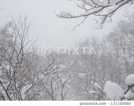 Snowfall obscures visibility in a forest in a heavy snow area - a harsh winter scene during a cold wave Snowfall obscures visibility in a forest in a heavy snow area - a harsh winter scene during a cold wave 135280980