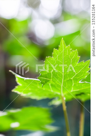 早春時節,森林裡長出了嫩綠的新葉。 早春時節,森林裡長出了嫩綠的新葉。 135281164