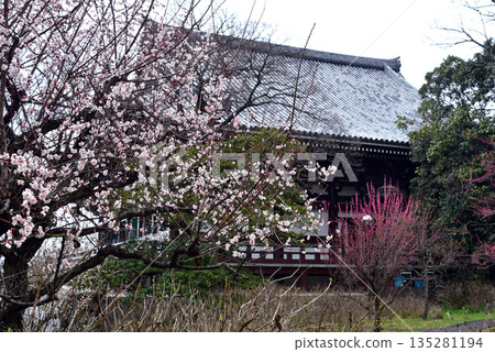 Plum blossoms bloom at Chishaku-in Temple Plum blossoms bloom at Chishaku-in Temple 135281194