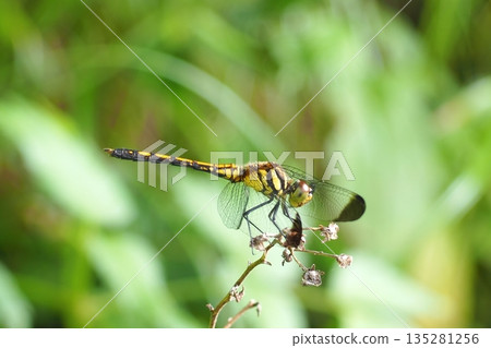 Dragonfly perching on a plant 135281256