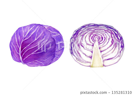 紫甘藍蔬菜橫斷面水彩插圖 135281310