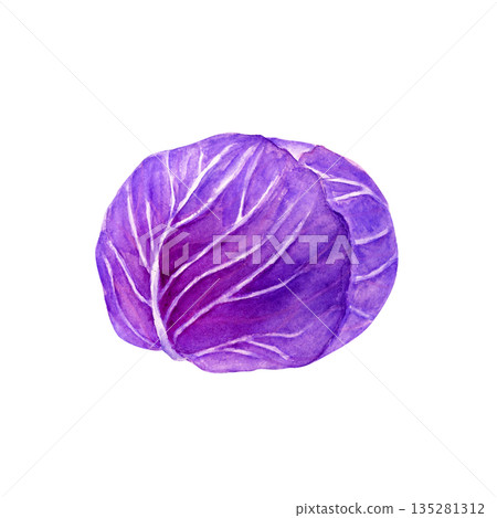 Purple cabbage vegetable watercolor illustration Purple cabbage vegetable watercolor illustration 135281312