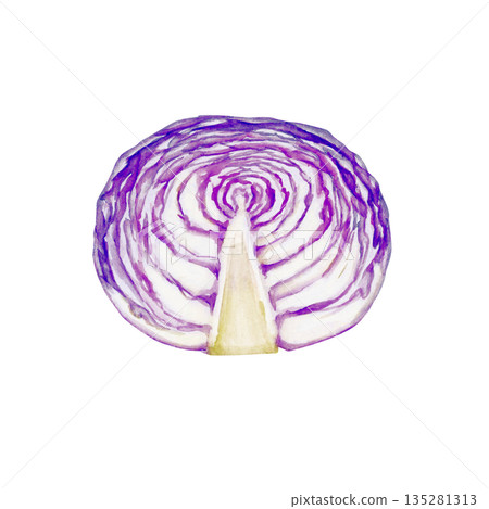 紫甘藍蔬菜橫斷面水彩插圖 135281313