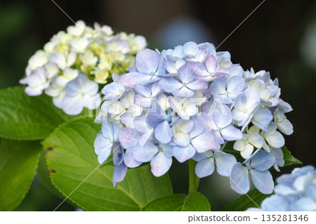 Hydrangea blooming in the rainy season 135281346