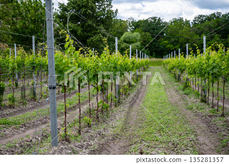 Green vineyard rows with young grape vines growing in rural countryside during spring season 135281357