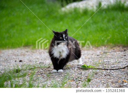 Black and white fluffy cat walking on gravel path in green garden during summer day Black and white fluffy cat walking on gravel path in green garden during summer day 135281368