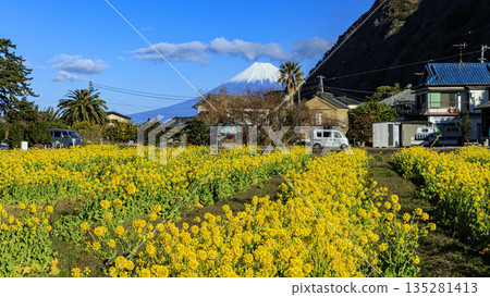 從油菜花田看到白雪皚皚的富士山 135281413