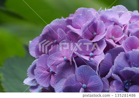 Purple hydrangea 135281486