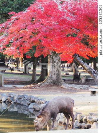 11月,奈良縣奈良公園的鹿群和秋葉。 11月,奈良縣奈良公園的鹿群和秋葉。 135281502