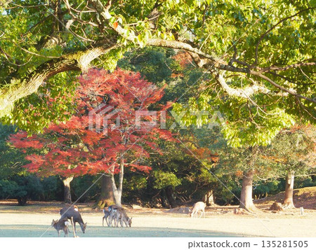 Autumn leaves and deer in Tobihino, Nara Prefecture, November 135281505