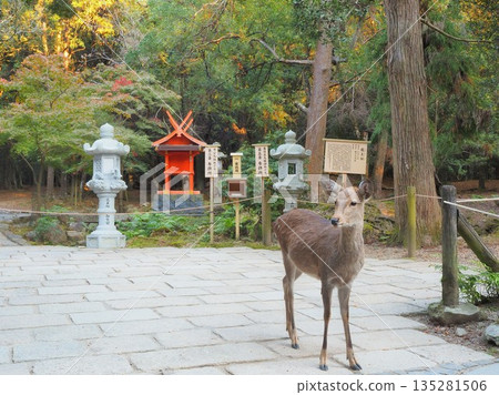 Nara Prefecture, Kasuga Taisha Shrine, Ryuosha Shrine and Deer, November Nara Prefecture, Kasuga Taisha Shrine, Ryuosha Shrine and Deer, November 135281506