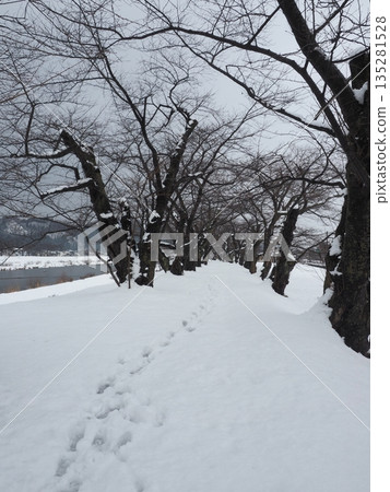 Footprints on a snowy road: A quiet winter tree-lined road (no people) Footprints on a snowy road: A quiet winter tree-lined road (no people) 135281528
