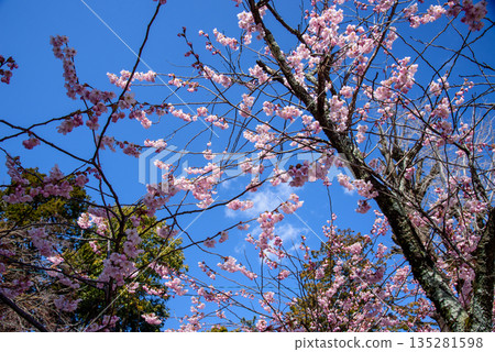 Fuji cherry tree in full bloom 135281598