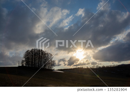 春天的美瑛鎮黃昏山上的落葉松森林 135281904