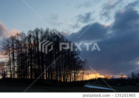 春天的美瑛鎮黃昏山上的落葉松森林 135281905