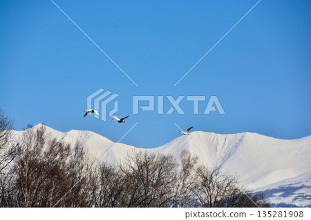 Spring blue sky, swans and snowy mountains - Tokachi mountain range 135281908