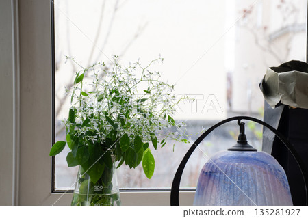 White Euphorbia on the windowsill White Euphorbia on the windowsill 135281927