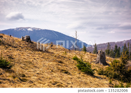 carpathian mountains in early spring. tree stumps on rolling hills. forest clearing. deforestation landscape under blue sky. green environment sustainability and protection. background for earth day carpathian mountains in early spring. tree stumps on rolling hills. forest clearing. deforestation landscape under blue sky. green environment sustainability and protection. background for earth day 135282006