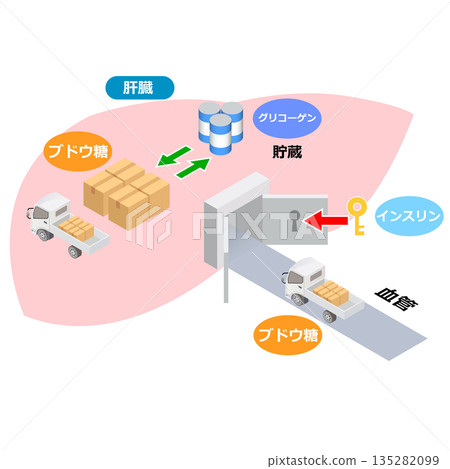 葡萄糖與肝臟的作用 135282099
